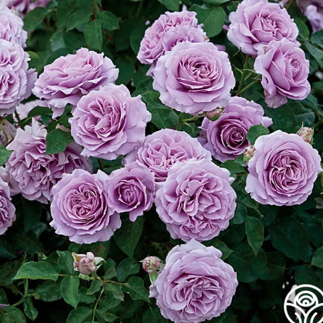 Love Song>Heirloom Roses Outlet