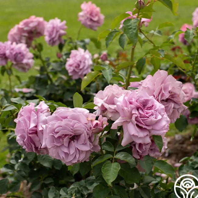 Love Song>Heirloom Roses Outlet