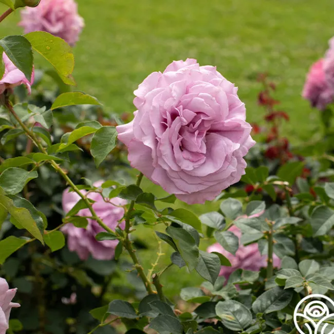 Love Song>Heirloom Roses Outlet
