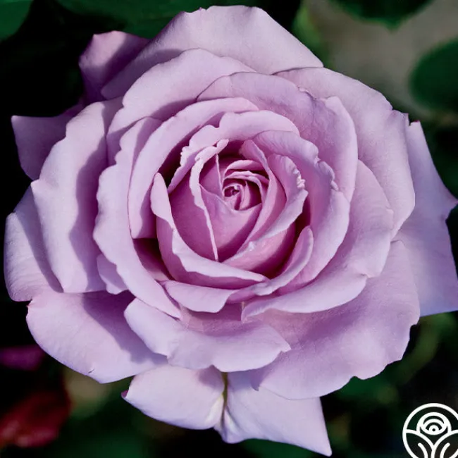 Love Song>Heirloom Roses Outlet