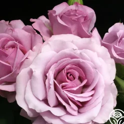 Love Song><noscript><img width=