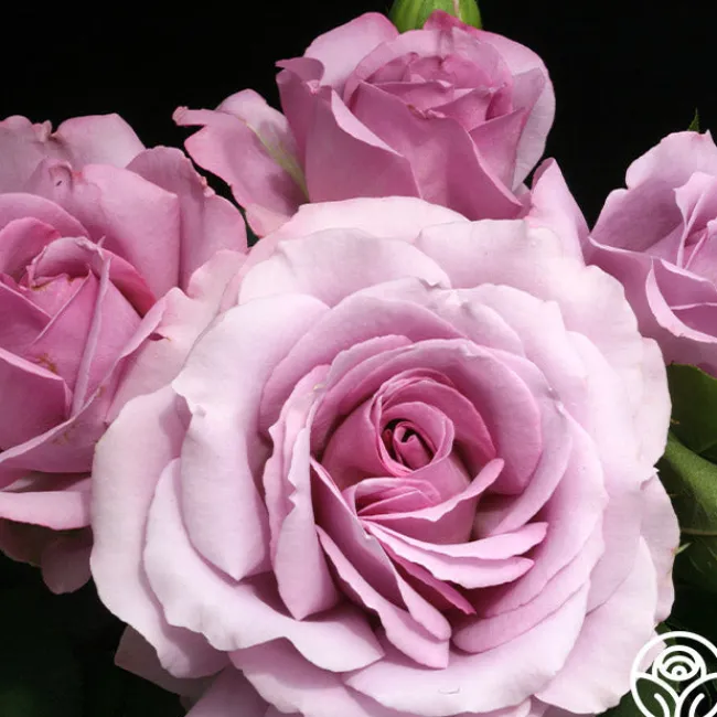 Love Song>Heirloom Roses Outlet