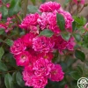 Lovely Fairy®>Heirloom Roses Clearance