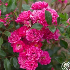 Lovely Fairy®>Heirloom Roses Clearance