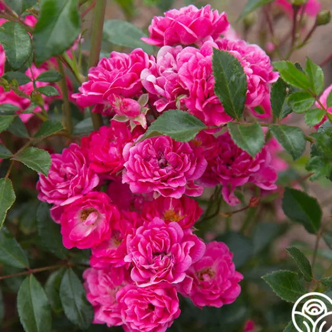Lovely Fairy®>Heirloom Roses Clearance