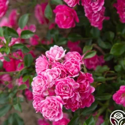 Lovely Fairy®>Heirloom Roses Clearance