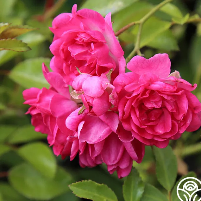 Lovely Fairy®>Heirloom Roses Clearance