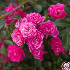 Lovely Fairy®><noscript><img width=