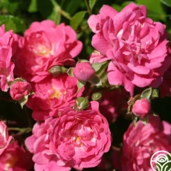 Lovely Fairy®><noscript><img width=