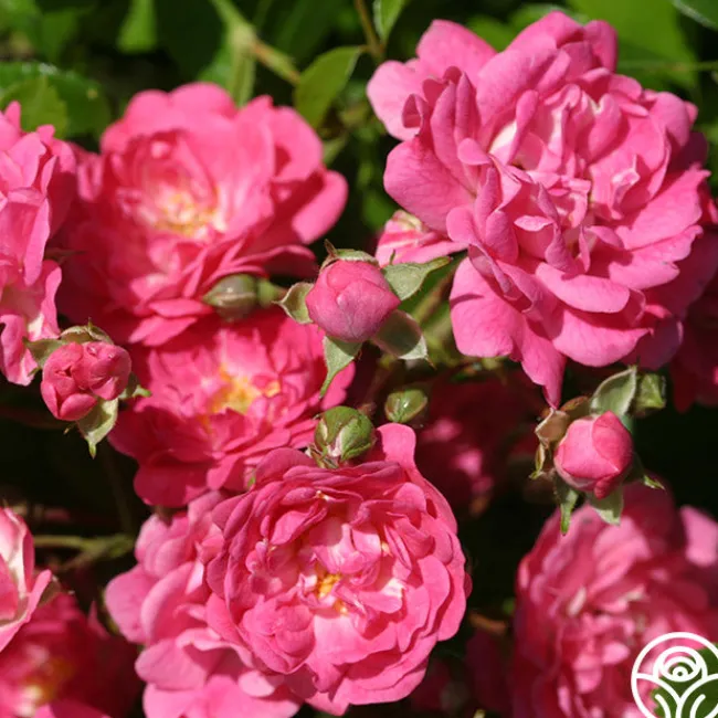 Lovely Fairy®>Heirloom Roses Clearance