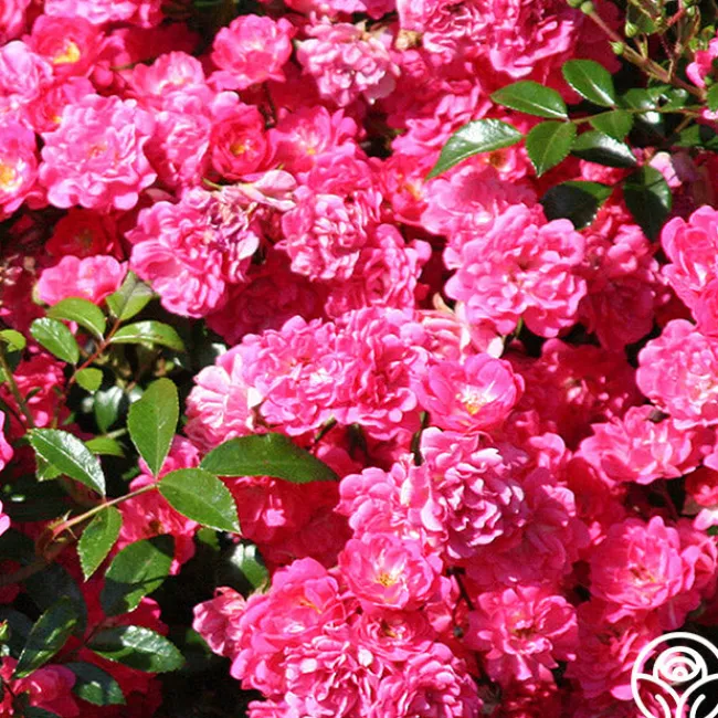 Lovely Fairy®>Heirloom Roses Clearance