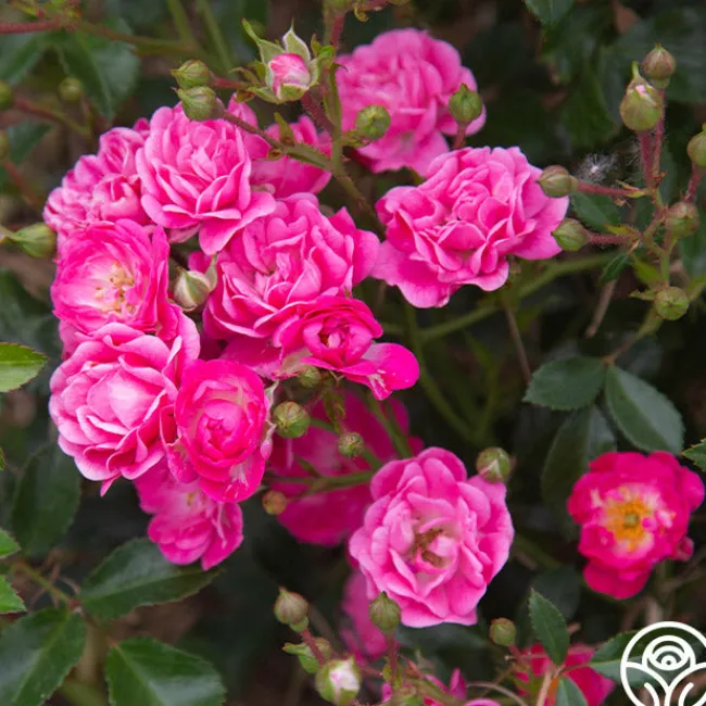 Lovely Fairy®>Heirloom Roses Clearance