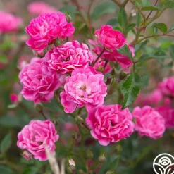 Lovely Fairy®><noscript><img width=