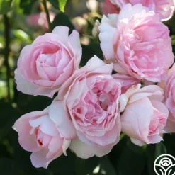 Lover's Blush™>Heirloom Roses Discount
