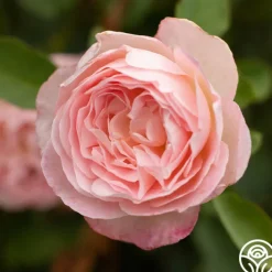 Lover's Blush™>Heirloom Roses Discount