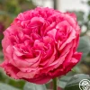 Loves Me, Loves Me Not™>Heirloom Roses Clearance