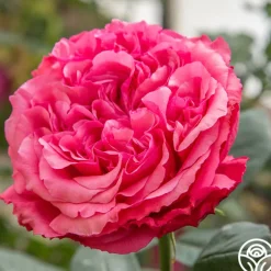 Loves Me, Loves Me Not™>Heirloom Roses Clearance