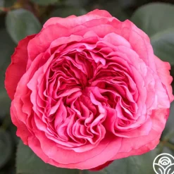 Loves Me, Loves Me Not™>Heirloom Roses Clearance