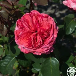 Loves Me, Loves Me Not™><noscript><img width=