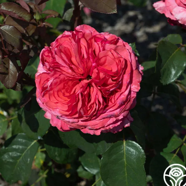 Loves Me, Loves Me Not™>Heirloom Roses Clearance