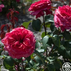 Loves Me, Loves Me Not™><noscript><img width=