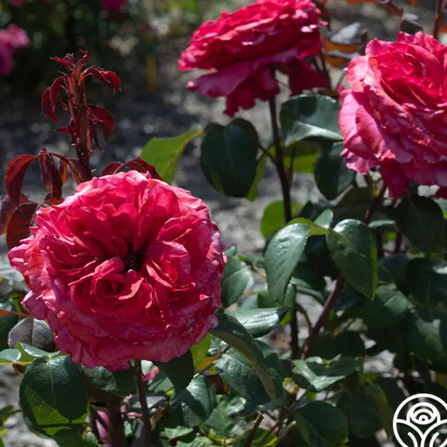 Loves Me, Loves Me Not™>Heirloom Roses Clearance