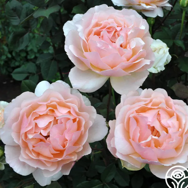 Lovesong™>Heirloom Roses Best