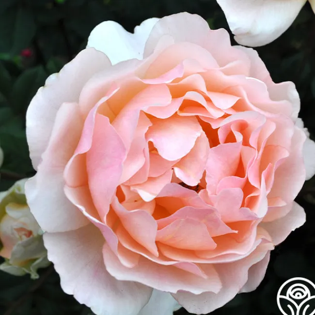 Lovesong™>Heirloom Roses Best