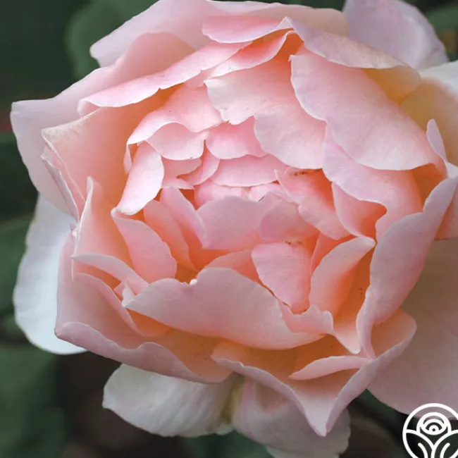 Lovesong™>Heirloom Roses Best