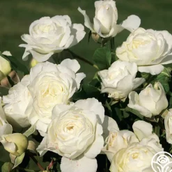 Luna Love™>Heirloom Roses Outlet