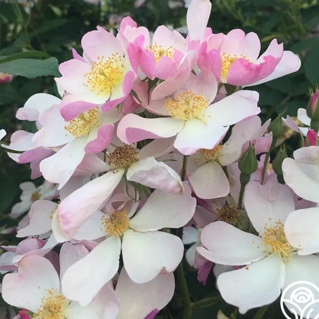 Lyda Rose™>Heirloom Roses