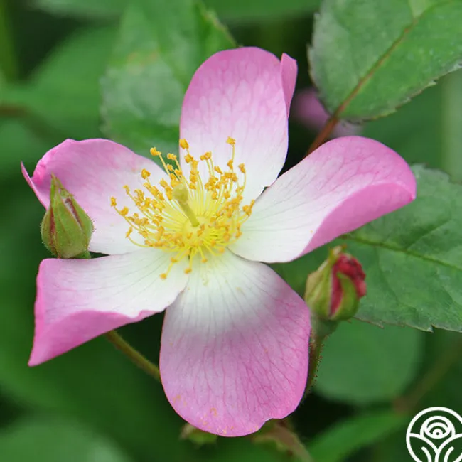 Lyda Rose™>Heirloom Roses