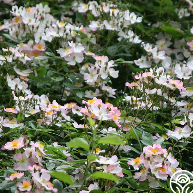 Lyda Rose™>Heirloom Roses