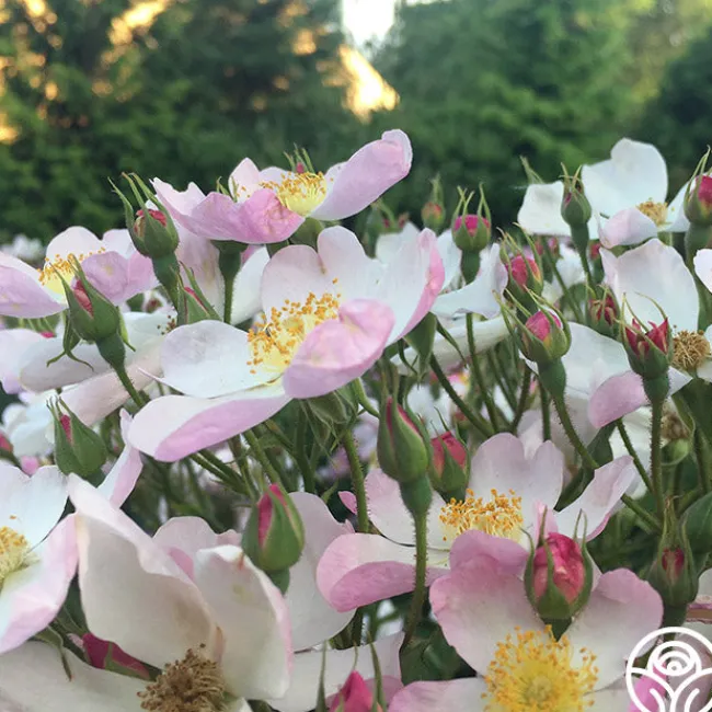 Lyda Rose™>Heirloom Roses