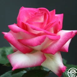 Lynn Anderson>Heirloom Roses Best