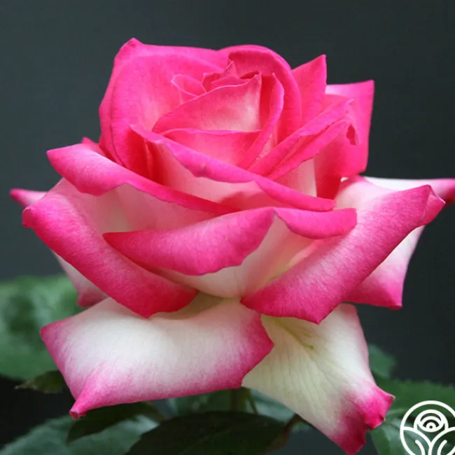 Lynn Anderson>Heirloom Roses Best