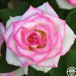 Lynn Anderson>Heirloom Roses Best