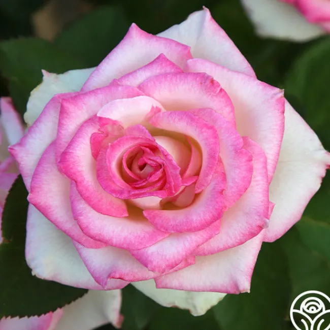 Lynn Anderson>Heirloom Roses Best