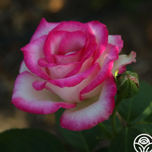 Lynn Anderson>Heirloom Roses Best
