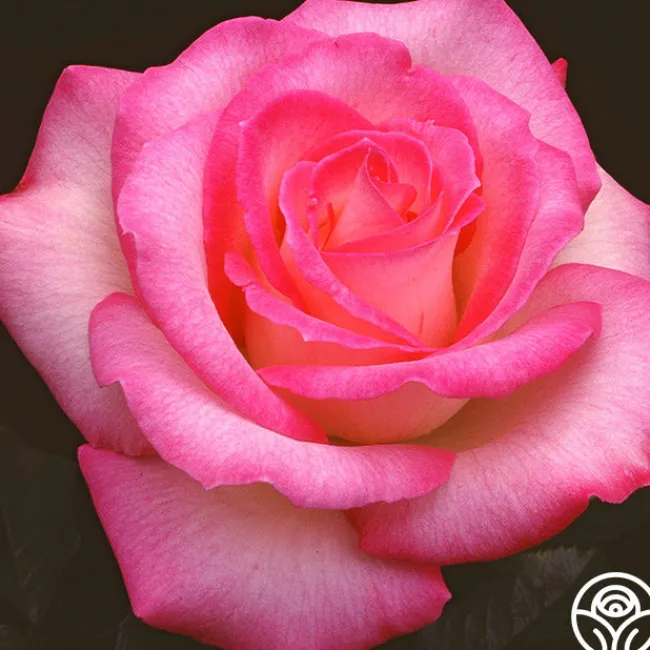 Lynn Anderson>Heirloom Roses Best