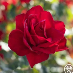 Madame Delbard®>Heirloom Roses Discount