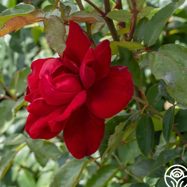 Madame Delbard®>Heirloom Roses Discount