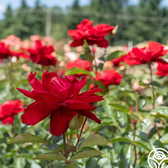 Madame Delbard®>Heirloom Roses Discount