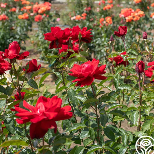 Madame Delbard®>Heirloom Roses Discount