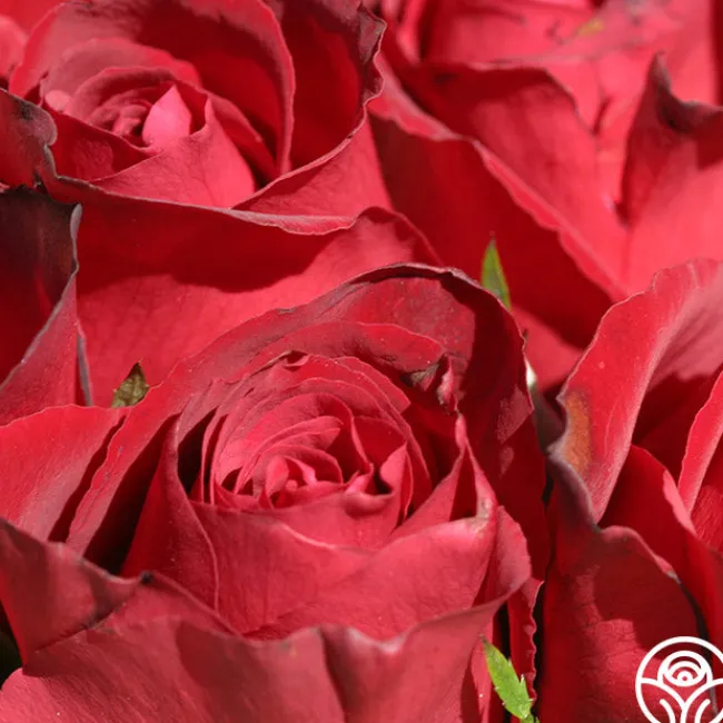 Madame Delbard®>Heirloom Roses Discount