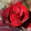 Madonna™>Heirloom Roses Outlet