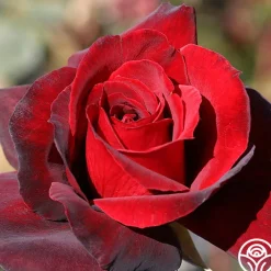 Madonna™>Heirloom Roses Outlet