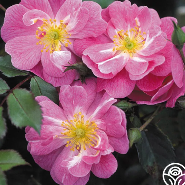 Magic Carpet>Heirloom Roses Best