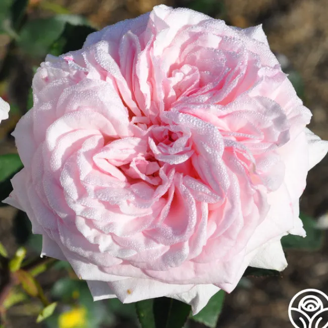 Magnificent Perfume™>Heirloom Roses