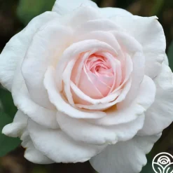 Magnificent Perfume™>Heirloom Roses